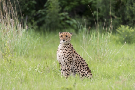 Cheetah before a killの写真素材