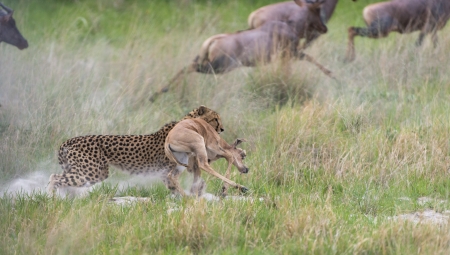 Cheetah making a killの写真素材