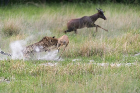 Cheetah making a killの写真素材