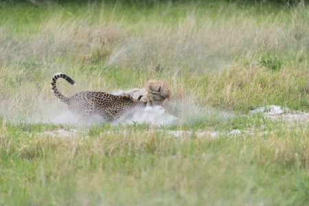 Cheetah making a killの写真素材