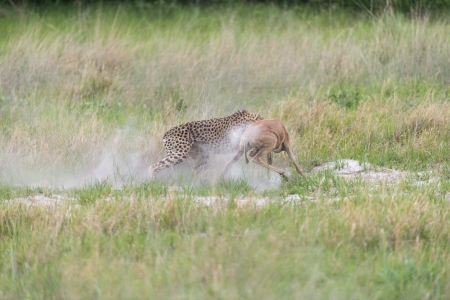 Cheetah making a killの写真素材