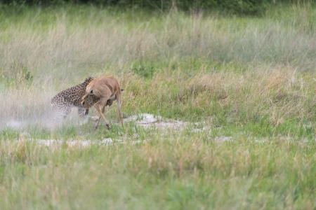 Cheetah making a killの写真素材