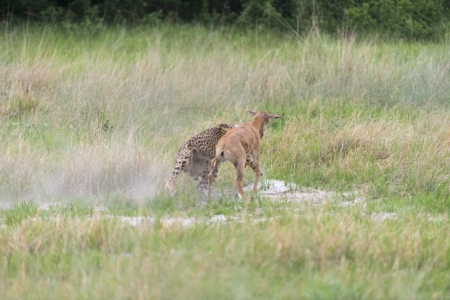 Cheetah making a killの写真素材