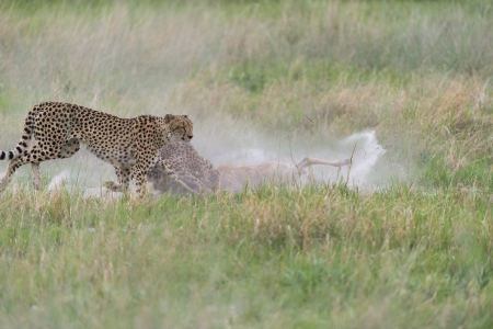 Cheetah chasing and making a killの写真素材