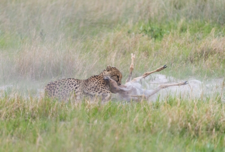 Cheetah making a killの写真素材