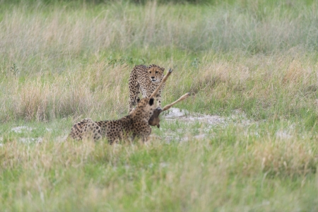 Cheetah making a killの写真素材