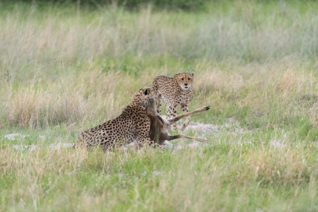 Cheetah making a killの写真素材