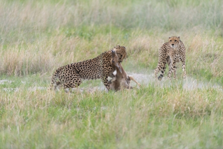 Cheetah making a killの写真素材