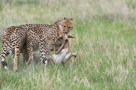 Cheetah making a killの写真素材