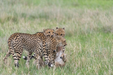 Cheetah killの写真素材