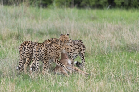 Cheetah killの写真素材