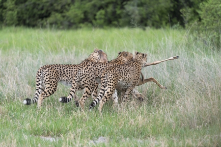 Cheetah killの写真素材