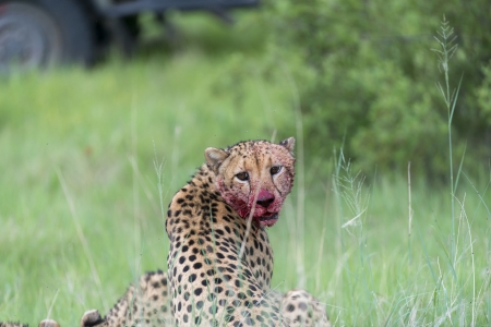 Cheetah killの写真素材
