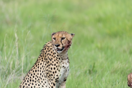 Cheetah after the killの写真素材