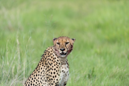 Cheetah after the killの写真素材