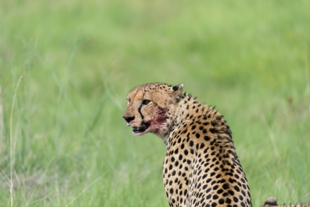 Cheetah after the killの写真素材