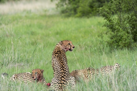 Cheetah s eatingの写真素材
