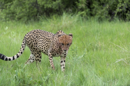 Cheetah after the killの写真素材