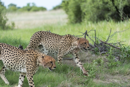 Cheetah s on the move after breakfastの写真素材
