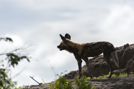 African Wild Dogの写真素材