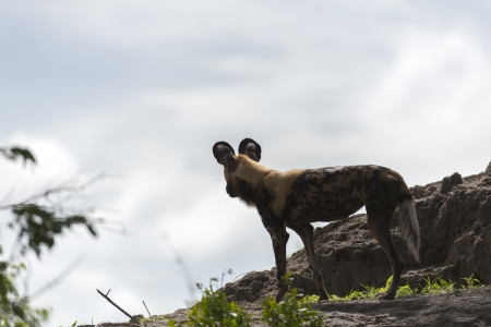 African Wild Dogの写真素材