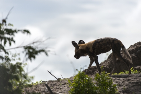 African Wild Dogの写真素材