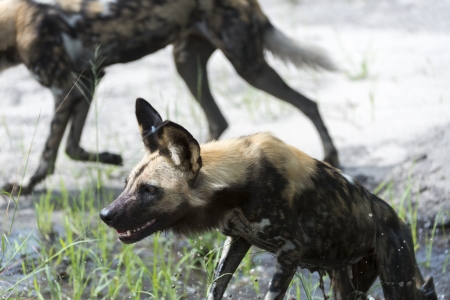African Wild Dogの写真素材