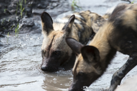African Wild Dogs in the waterの写真素材