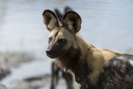 African Wild Dog portraitの写真素材