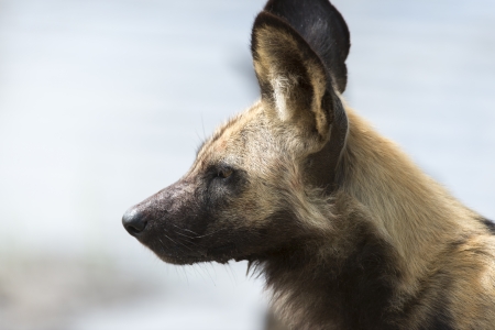 African Wild Dog portraitの写真素材