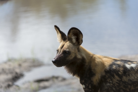 African Wild Dog portraitの写真素材