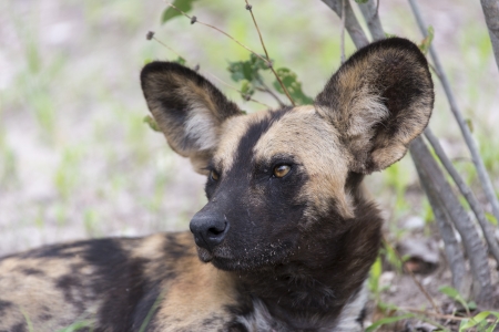 African Wild Dog portraitの写真素材