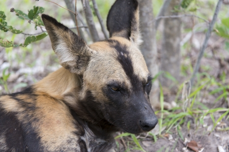 African Wild Dog portraitの写真素材