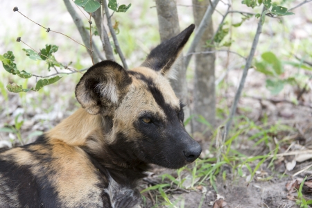 African Wild Dog portraitの写真素材