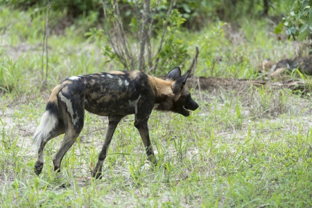 African Wild Dogの写真素材