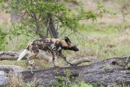 African Wild Dogの写真素材