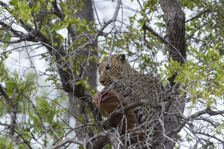 Leopard with kill in a tree
