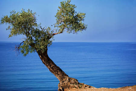 mount pelion olive treeの写真素材