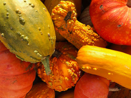 pile of pumpkins gourds and squash produce in colorful autumn orange yellow green and red colors,...