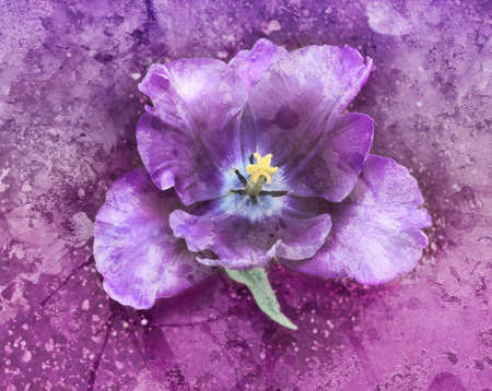 Gorgeous flower background illustration with paint spatter and vintage grunge texture design, purple pink violet color in bell shapeの写真素材