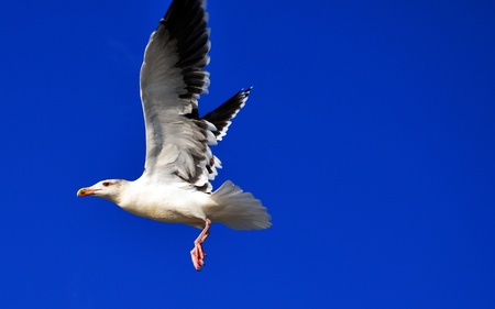 Seagull flying  の写真素材