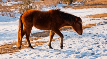 Wild horse at Assateague Island National Seashore, Maryland  の写真素材