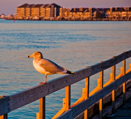 Seagull at sunset, Ocean City, Maryland  の写真素材