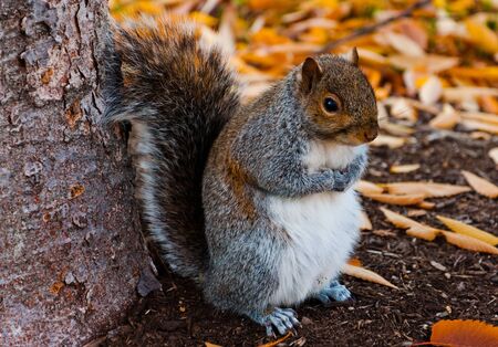 Squirrel at the National Mall in Washington DC during autumn 