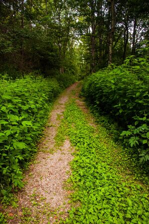 Spring greens along trail in Shenandoah National Park, Virginia  の写真素材