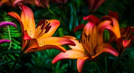 Colorful lillies.の写真素材