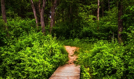 Boardwalk trail and lush spring forest in Codorus State Park, Pennsylvania.