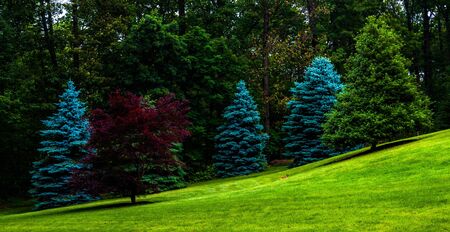 Trees on a grassy hill.の写真素材