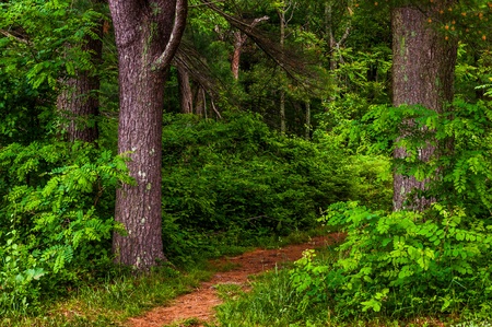 Small trail in a dense forest, Shenandoah National Park, Virginia.の写真素材