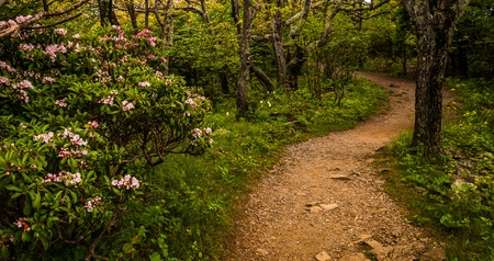 Mountain laurel along a trail in Shenandoah National Park, Virginia.
